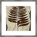 Palm Fossil Sandstone Framed Print