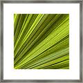 Palm Leaf Abstract Framed Print