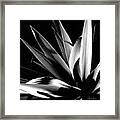 Palm Plant Framed Print