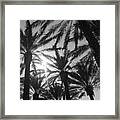 Palm Saturday Framed Print