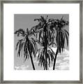 Palm Tree Trio Framed Print