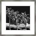 Palm Trees In Black And White On Cabrillo Beach Framed Print