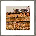 Palm Warbler On A Barbed Wire Fence Framed Print