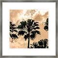 Palms Against The Sky Framed Print
