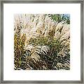 Pampas Ornamental Grass Framed Print