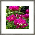 Pam's Perfect Peonies Framed Print