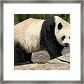 Panda Glances Framed Print