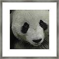 Panda Framed Print