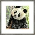 Panda Framed Print