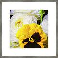Pansy And Ranunculus Framed Print