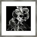 Pansy In Black And White Framed Print