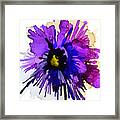 Pansy Punch Framed Print