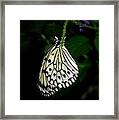 Paperwhite Butterfly Framed Print