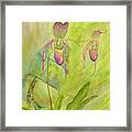 Paphiopedilum Pollination-where Is The Fly? Framed Print