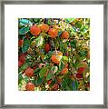 Paradise For Persimmons Framed Print