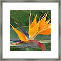 Paradise Ii Painting Framed Print