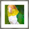 Parrot Grace Framed Print