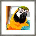 Parrot Posing Framed Print