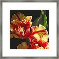 Parrot Tulip Framed Print