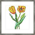 Parrot Tulips Botanical Watercolor Framed Print