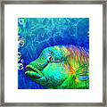 Parrotfish - Rainbow Spirit Framed Print