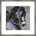Paso Fino Show Horse Framed Print