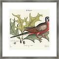 Passenger Pigeon And Red Oak Framed Print