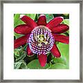 Passiflora Ruby Glow. Passion Flower Framed Print