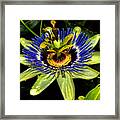 Passion Flower 003 Framed Print