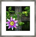 Passion Flower On The Fence Framed Print