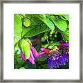 Passion Flower Ver. 18 Framed Print