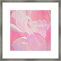 Pastel Pink Petals Framed Print