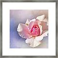 Pastel Rose Delight Framed Print