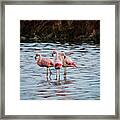 Patagonia Flamingoes Framed Print