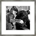 Patches And Motey Play 3 Bnw Framed Print