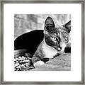 Patches Chills Bnw Framed Print