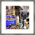 Patches Eplore Framed Print