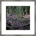 Path In The Palm Forest Framed Print