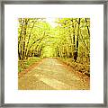 Path In The Woods Framed Print
