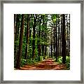 Path In The Woods Framed Print