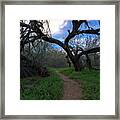 Path In The Woods Framed Print