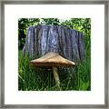Path Of Mushrooms Framed Print
