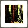 Path Through The Forest Edge . 7d5432 Framed Print