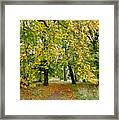 Path Under The Fall Canopy Framed Print