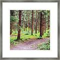Pathway In The Forest Framed Print