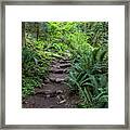 Pathway Into The Forest Framed Print