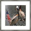 Patriotic Pelicans Ii Framed Print
