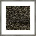 Patterns Of Nature - Leaf Veins In Gold On Black Canvas No. 2 Framed Print