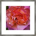 Peace Rose Framed Print