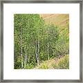 Peaceful Afternoon Framed Print